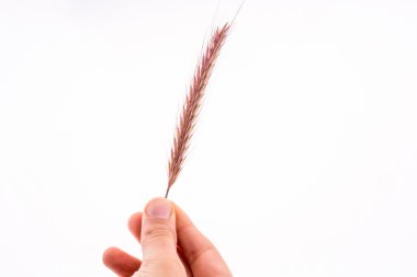 Bir buğday tutan el.