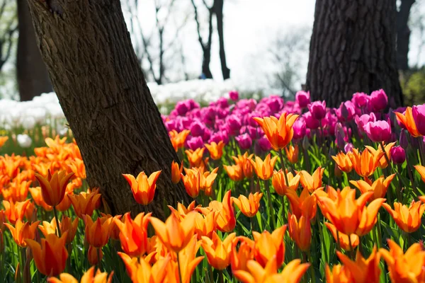 Tulipas de várias cores na natureza na primavera — Fotografia de Stock