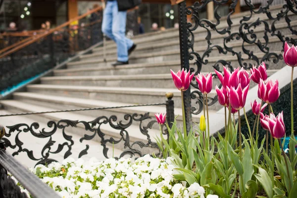 Tulipanes rosas en la naturaleza en primavera — Foto de Stock