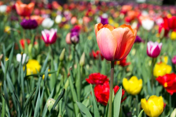 Tulpen in verschiedenen Farben in der Natur im Frühling — Stockfoto