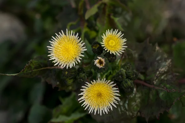 Flores silvestres na natureza — Fotografia de Stock