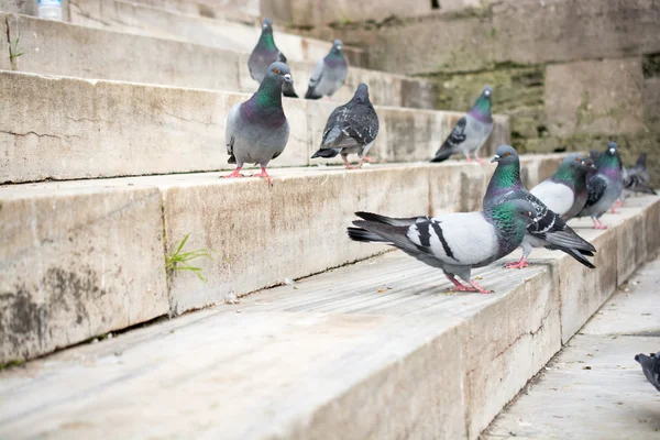 Pombos na rua — Fotografia de Stock