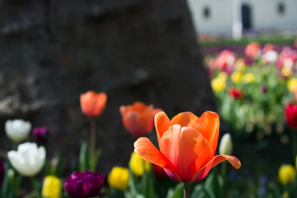 Tulipes de différentes couleurs dans la nature au printemps — Photo