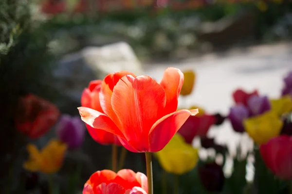 Jardin de tulipes avec différentes couleurs de tulipes — Photo