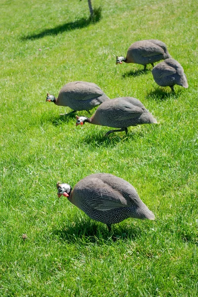 Grau gepunktete Truthähne im Freien — Stockfoto