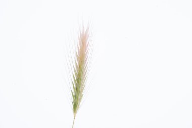 Beyaz arka planda bir buğday bıçağı