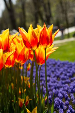 Bahar doğada turuncu laleler