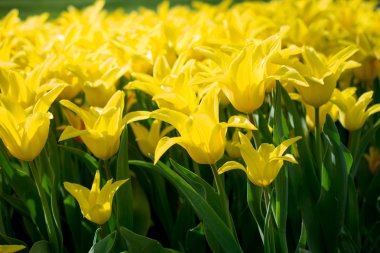 Bahar doğa Sarı laleler