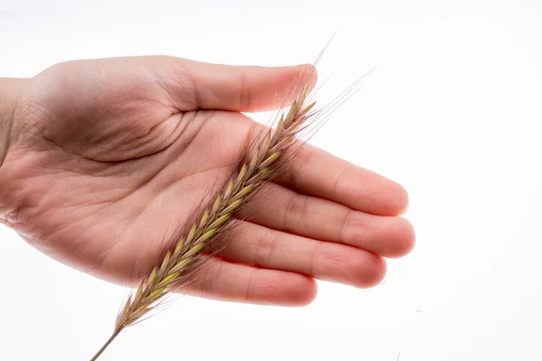 Рука тримає пшеницю — стокове фото