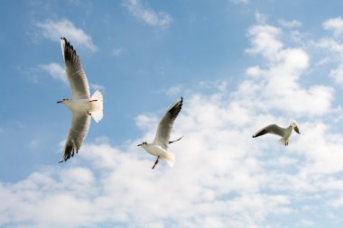 Gökyüzündeki martıları
