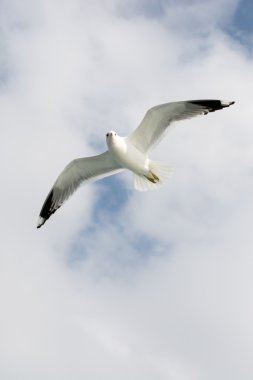 Gökyüzündeki martıları