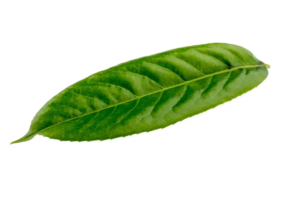 A Green leaf — Stock Photo, Image