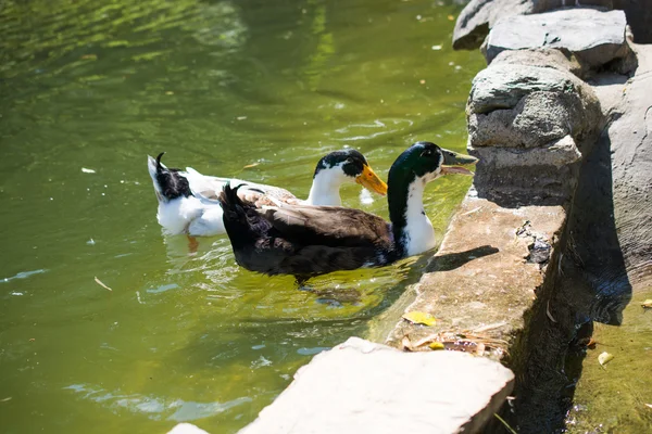 Enten in einem See — Stockfoto