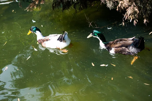 Enten in einem See — Stockfoto