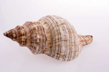 güzel deniz kabuğu