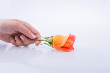 Bir gül tutan el