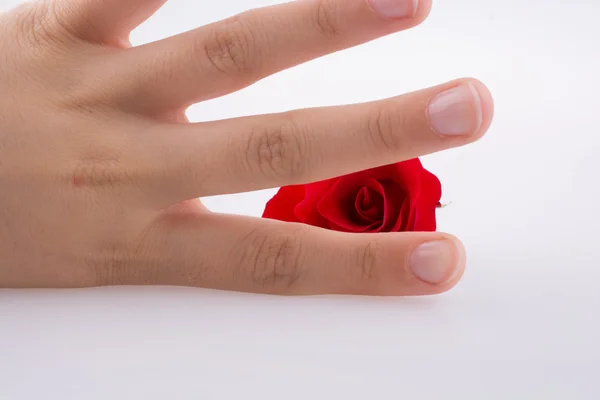 Ruka držící růži — Stock fotografie
