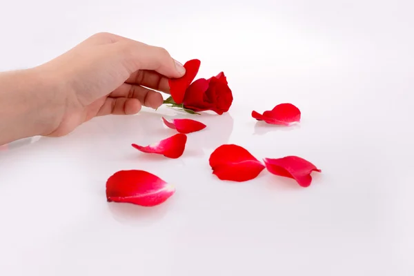 Red rose and petals — Stock Photo, Image