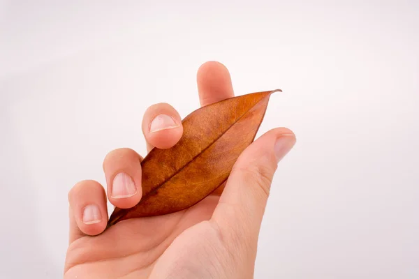 Droog bruin blad in de hand op een witte achtergrond — Stockfoto