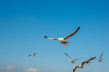 İstanbul 'da deniz üzerinde uçan martılar