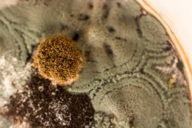 Bardakta küf, yüzeyde mantar bakterisi.