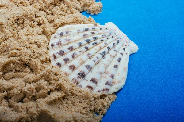 Conchiglia Naturale Macro Texture Seashells Sfondo Texture — Foto Stock