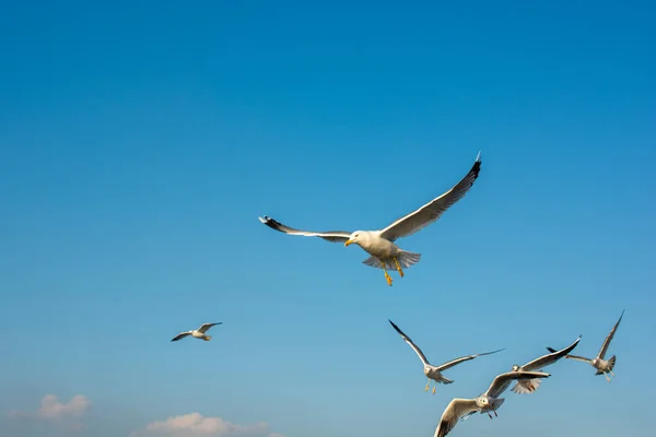 Mewa Latająca Nad Morzem Miejskim Środowisku Stambułu — Zdjęcie stockowe