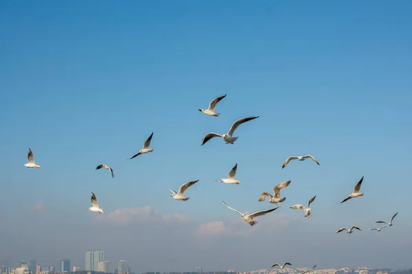 Seagull Flying Sky Seagull Flying Sky Freedom Concept — Stock Photo, Image