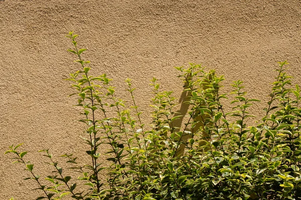 Duvarın Arka Planında Bir Ağaç Dalı — Stok fotoğraf