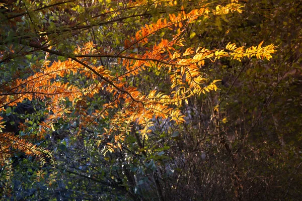 Autunno Albero Foglie Texture Sfondo Foglia Sfondo Texture — Foto Stock