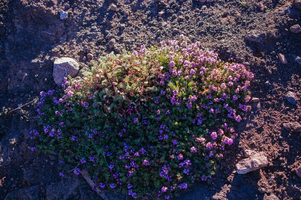 Floraison Belles Fleurs Sauvages Colorées Dans Les Hauts Plateaux Artvin — Photo