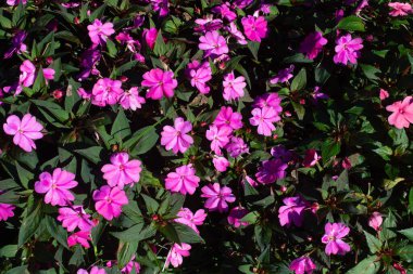 Çiçekçide bahar çiçekleri açıyor.