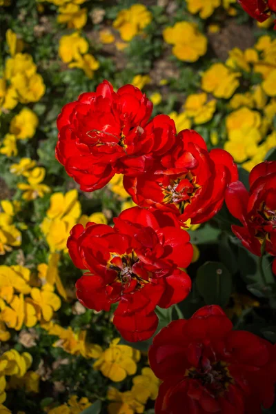 Çiçek Açan Güzel Renkli Doğal Çiçekler — Stok fotoğraf
