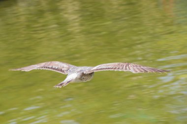 Martılar parktaki gölet suları üzerinde ve üzerindedir.