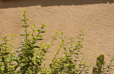 Duvarın arka planında bir ağaç dalı