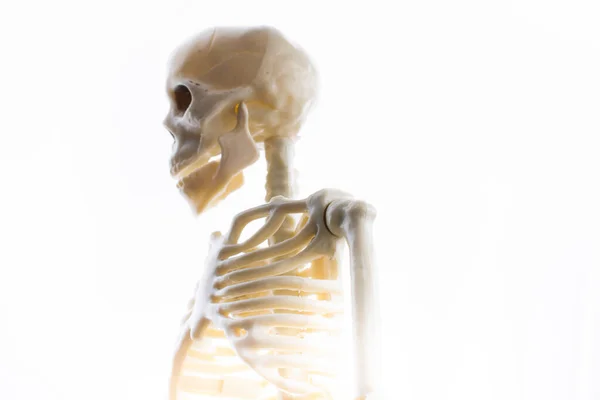 Modello Scheletro Umano Scienza Anatomica Medica — Foto Stock