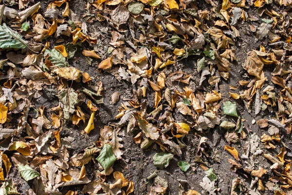 Herfst Bladeren Textuur Voor Achtergrond Bladachtergrond Textuur — Stockfoto