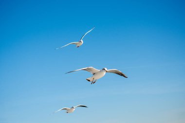 Arka plan olarak mavi gökyüzünde uçan martı.