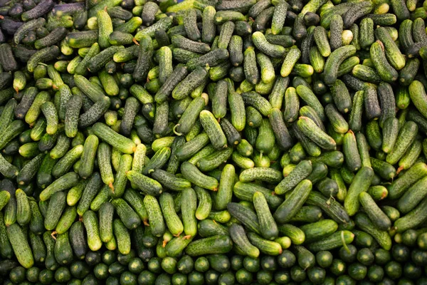 Fresh Green Bunch Cucumbers Sale Local Market — Stock Photo, Image