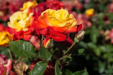 Bahçenin arka planında çiçek açan güzel renkli güller.