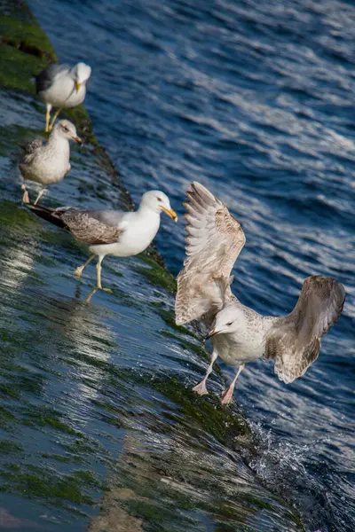 Las Gaviotas Encuentran Orilla Del Mar — Foto de Stock