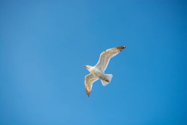 Deniz kuşu martısı özgürlük kavramı olarak gökyüzünde uçuyor.