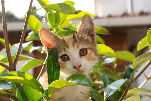 Retrato Gatito Encantador Como Animal Doméstico Vista —  Fotos de Stock