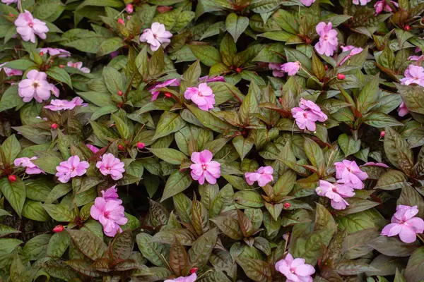 花屋で春の鉢植えの花を咲かせます — ストック写真