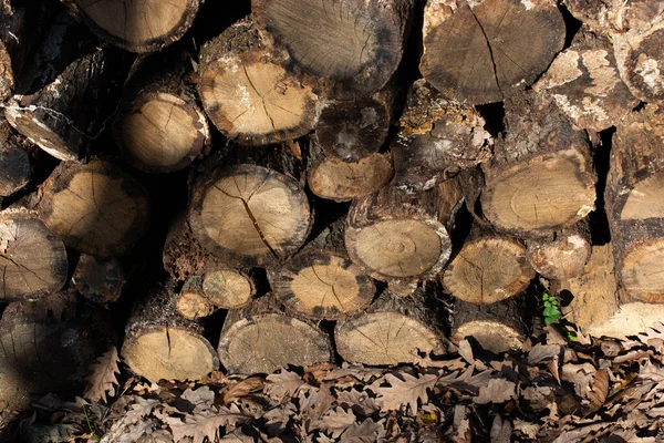 视线中的森林中的木制原木 — 图库照片