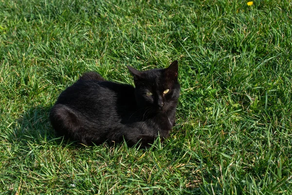 Evcil Bir Hayvan Gibi Görünen Sevimli Bir Kedi Yavrusunun Portresi — Stok fotoğraf