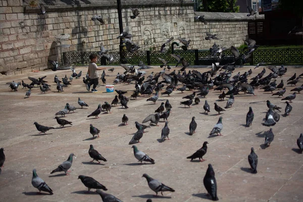 Pequeño Niño Medio Encantadoras Aves Palomas Alimentan Entorno Urbano — Foto de Stock