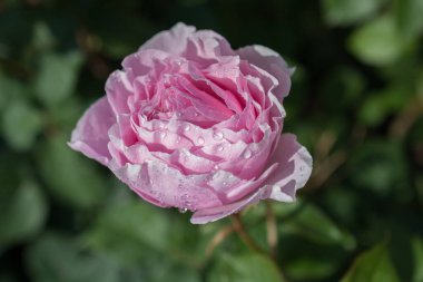 Üzerinde su damlaları olan güzel renkli bir gül.