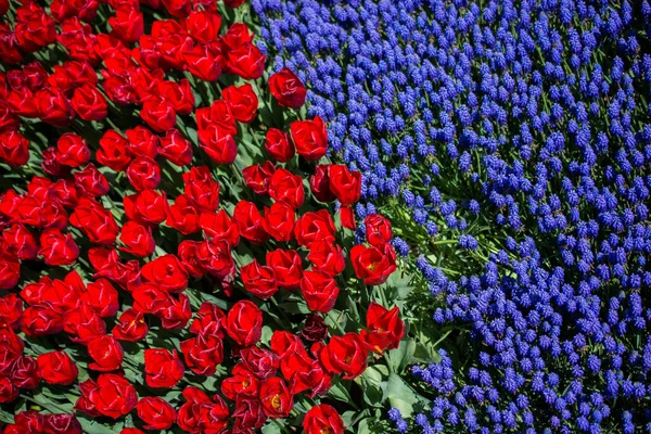 Bunte Tulpenblumen Blühen Frühlingsgarten — Stockfoto