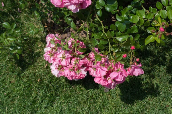 Blooming Beautiful Bunch Roses Spring Garden — Stock Photo, Image